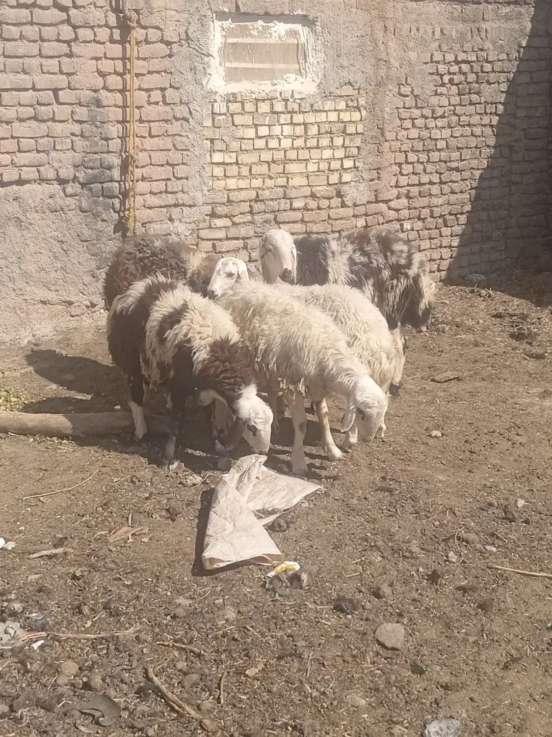 بره قوچی بروجردی|حیوانات مزرعه|جلگه رخ, |دیوار