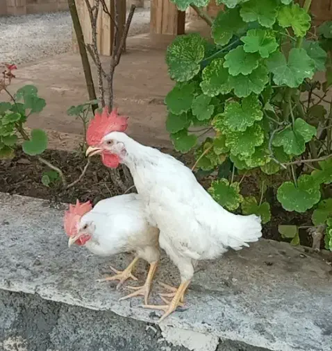 فروش خروس|پرنده|مشهد, شهرک ابوذر|دیوار