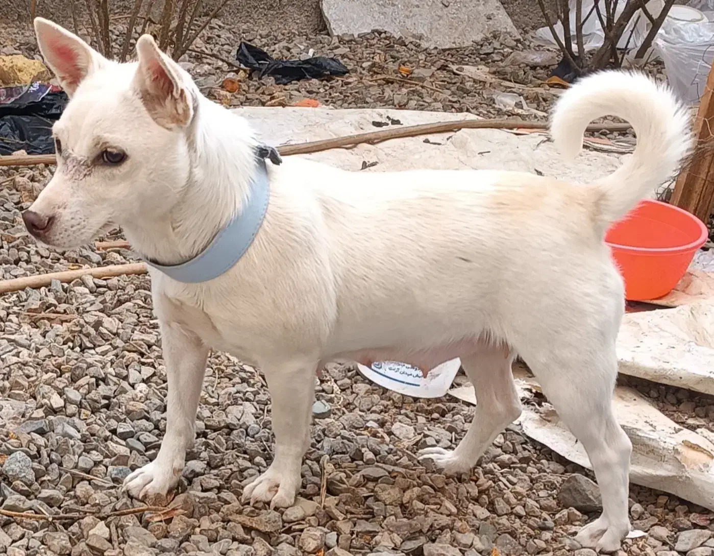 سگ پاپی زرنگ|سگ|تربتحیدریه, کلاته توکلی|دیوار