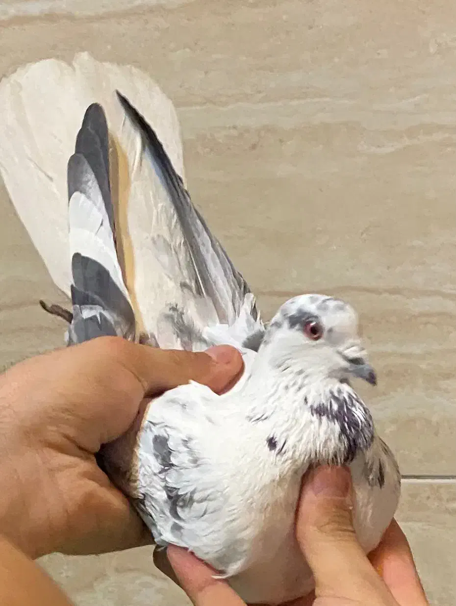 کفتر دم سفید ماده|حیوانات|زنجان, |دیوار