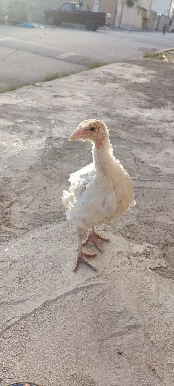 900|حیوانات مزرعه|خاش, |دیوار