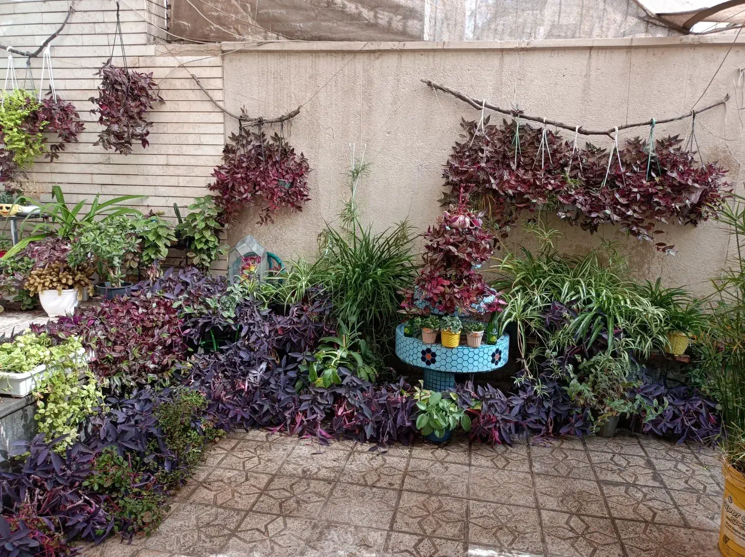 گلدان گل حیاط|گل و گیاه طبیعی|اصفهان, باغ دریاچه|دیوار