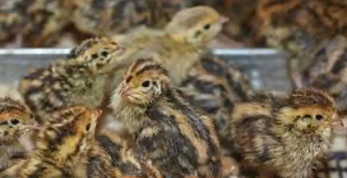 پرورش ماکیان آشیانه سپید|حیوانات مزرعه|مشهد, چهاربرج|دیوار