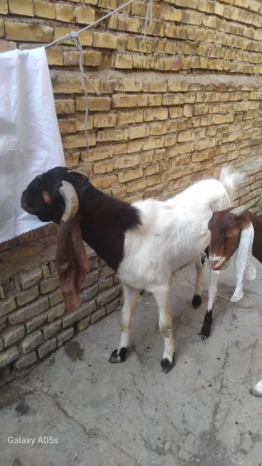 بز افغانی|حیوانات مزرعه|خرمشهر, |دیوار