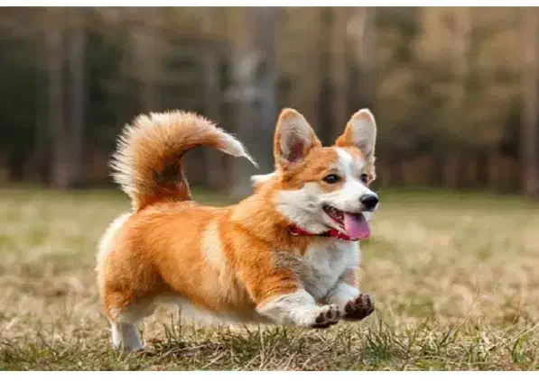 سگِ خونگی پیداشده|حیوانات|تهران, زیبادشت|دیوار