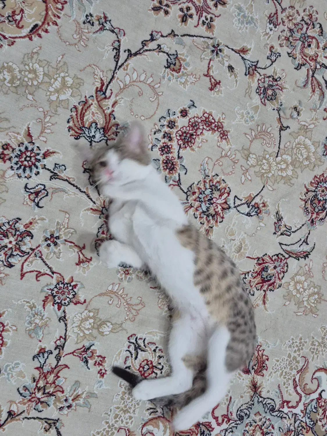 واگذاری فوری بچه گربه حمایتی|گربه|فردیس, فردیس|دیوار