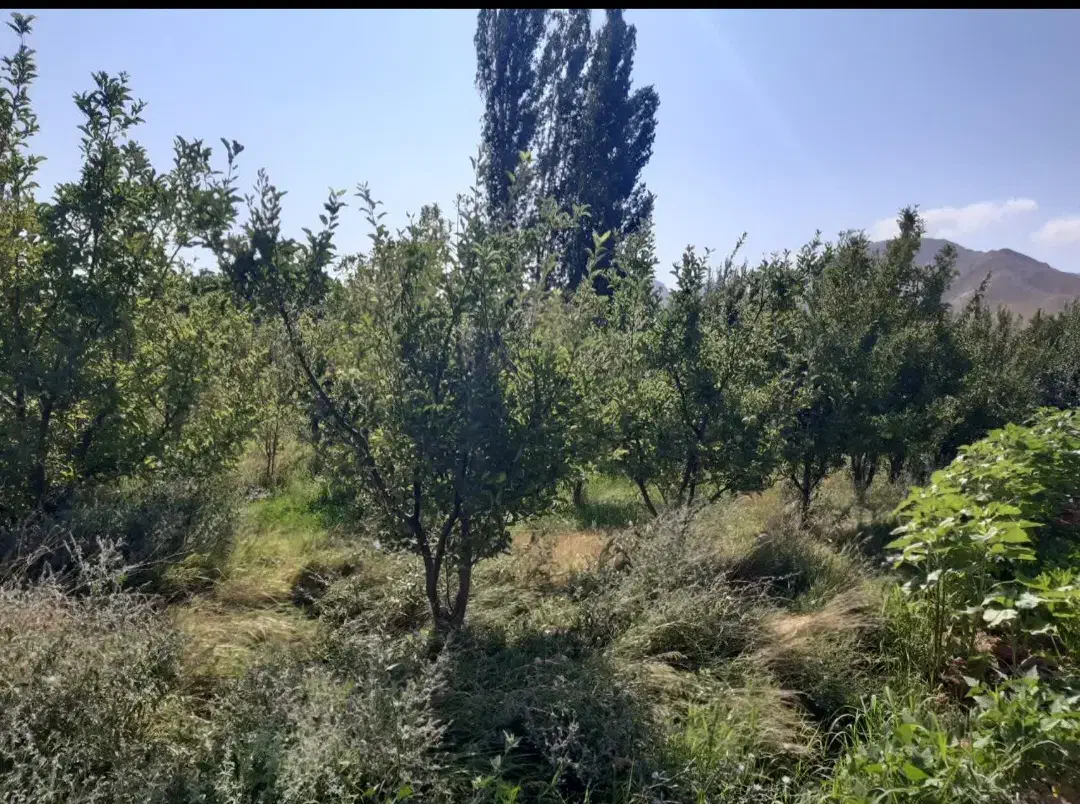 باغ میوه|فروش زمین و ملک کلنگی|اسفراین, |دیوار