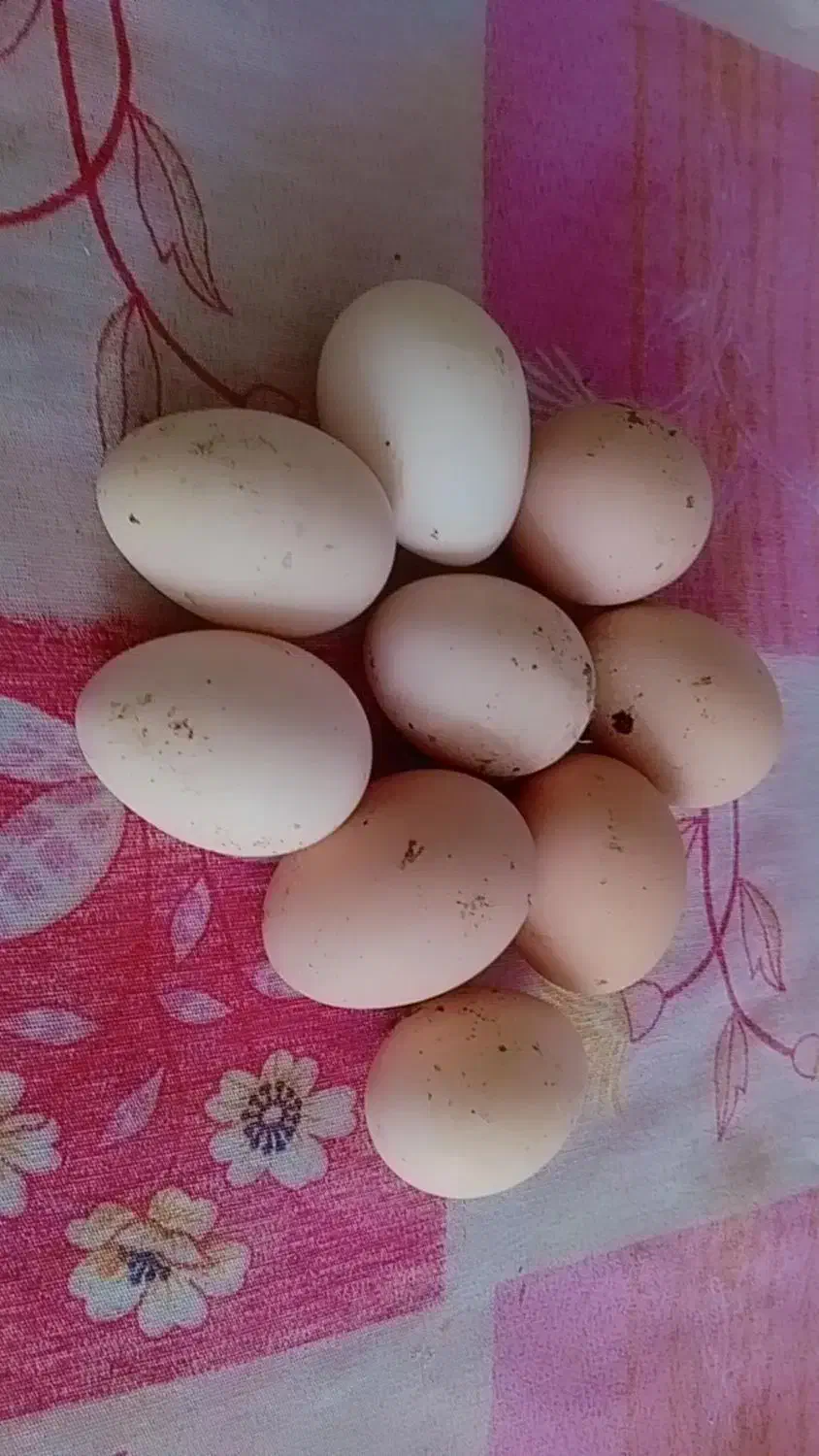 تخم مرغ لاری|حیوانات مزرعه|بهارستان, |دیوار