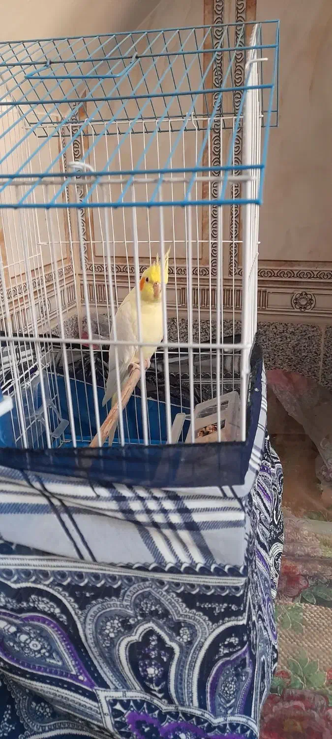 عروس هلندی|پرنده|بهار, |دیوار