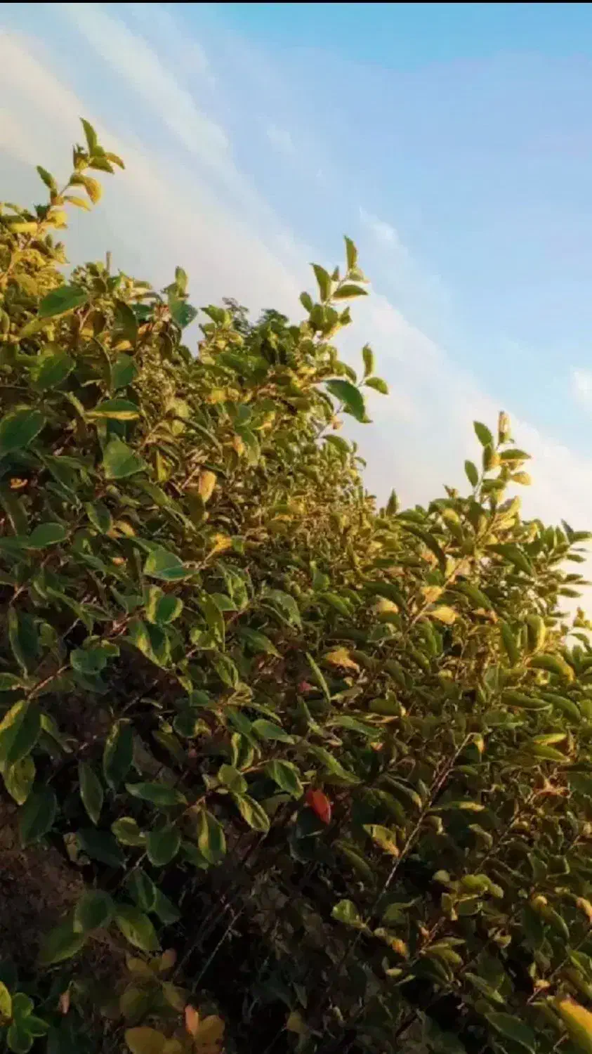 نهال نمونه|حراج|قزوین, |دیوار