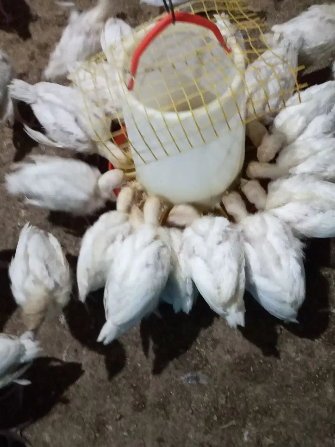 فروش بوقلمون بیوتی ۲۵روزه واکسن خورده|حیوانات مزرعه|رشت, دیلمان|دیوار