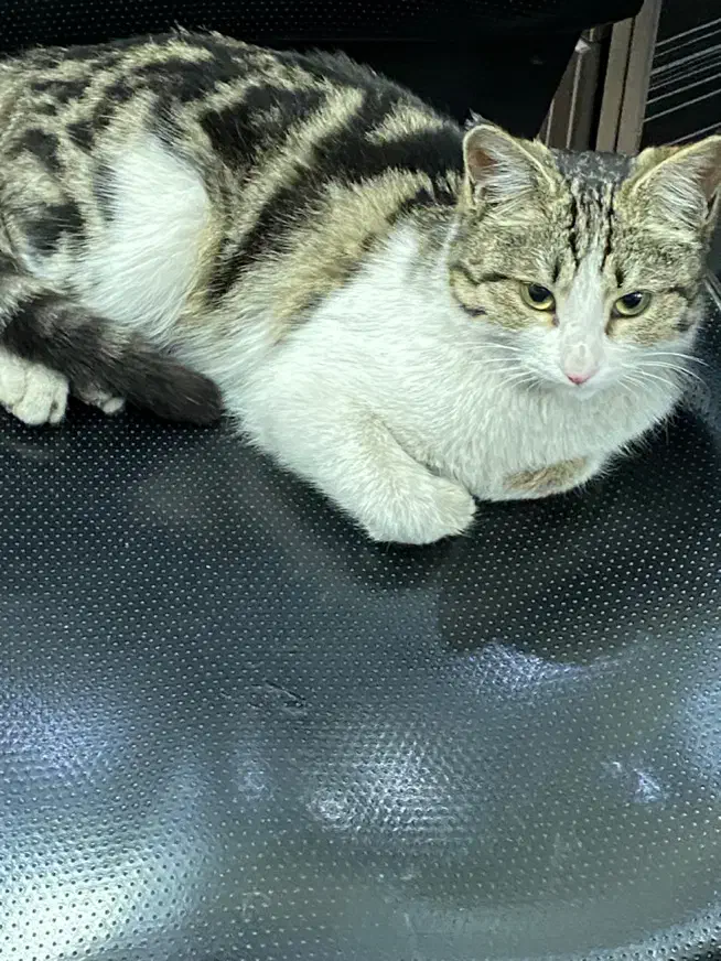 بچه گربه واگذاری|گربه|فردیس, شهرک شهید حسینی|دیوار