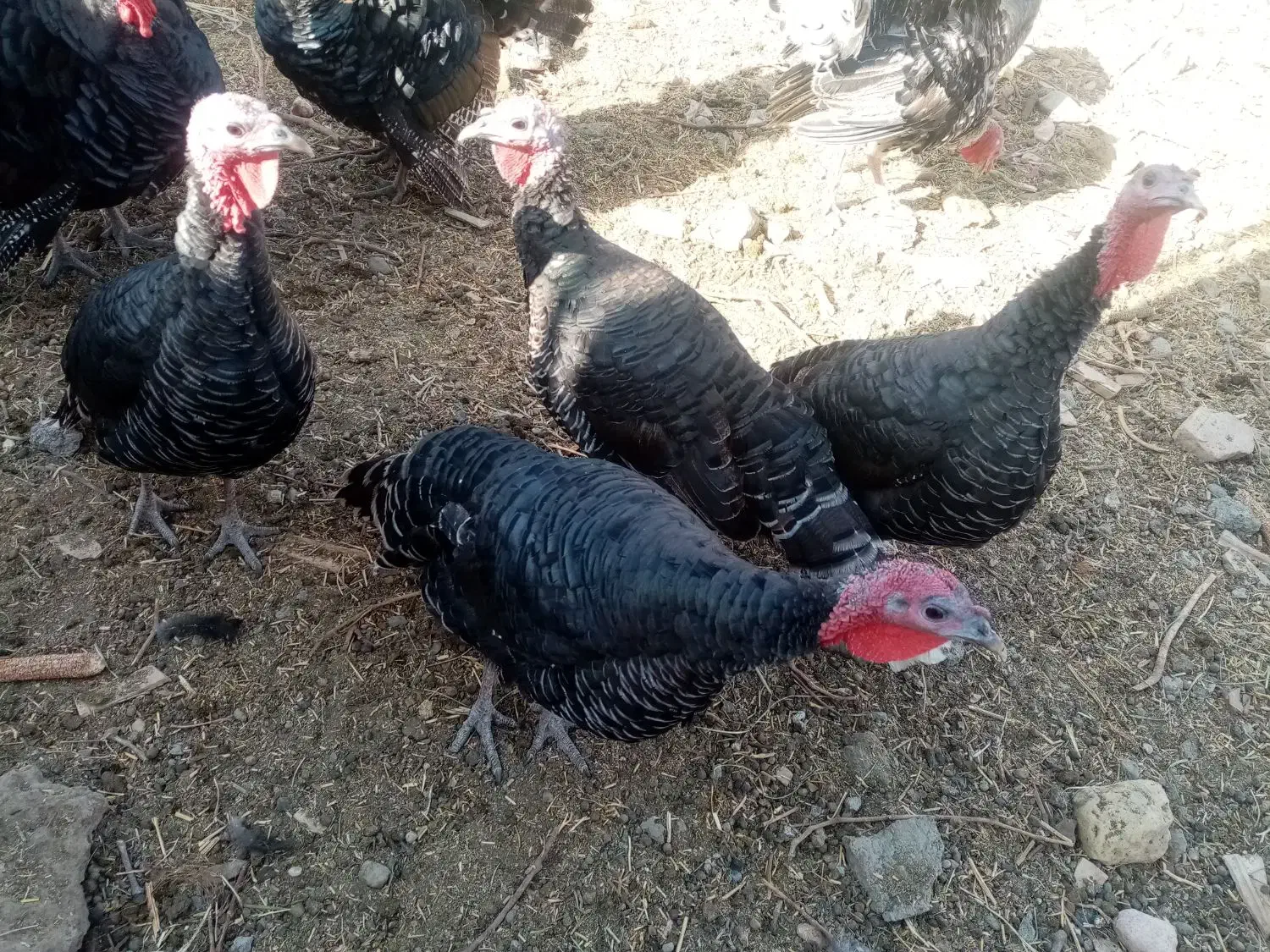 بوقلمون محلی|حیوانات مزرعه|جوین, |دیوار