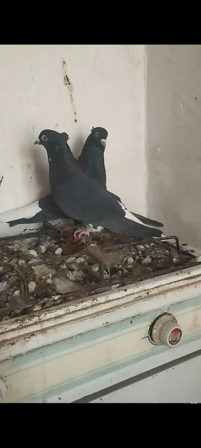 کفتر سرخ زاغ کله سینه|پرنده|فریمان, |دیوار