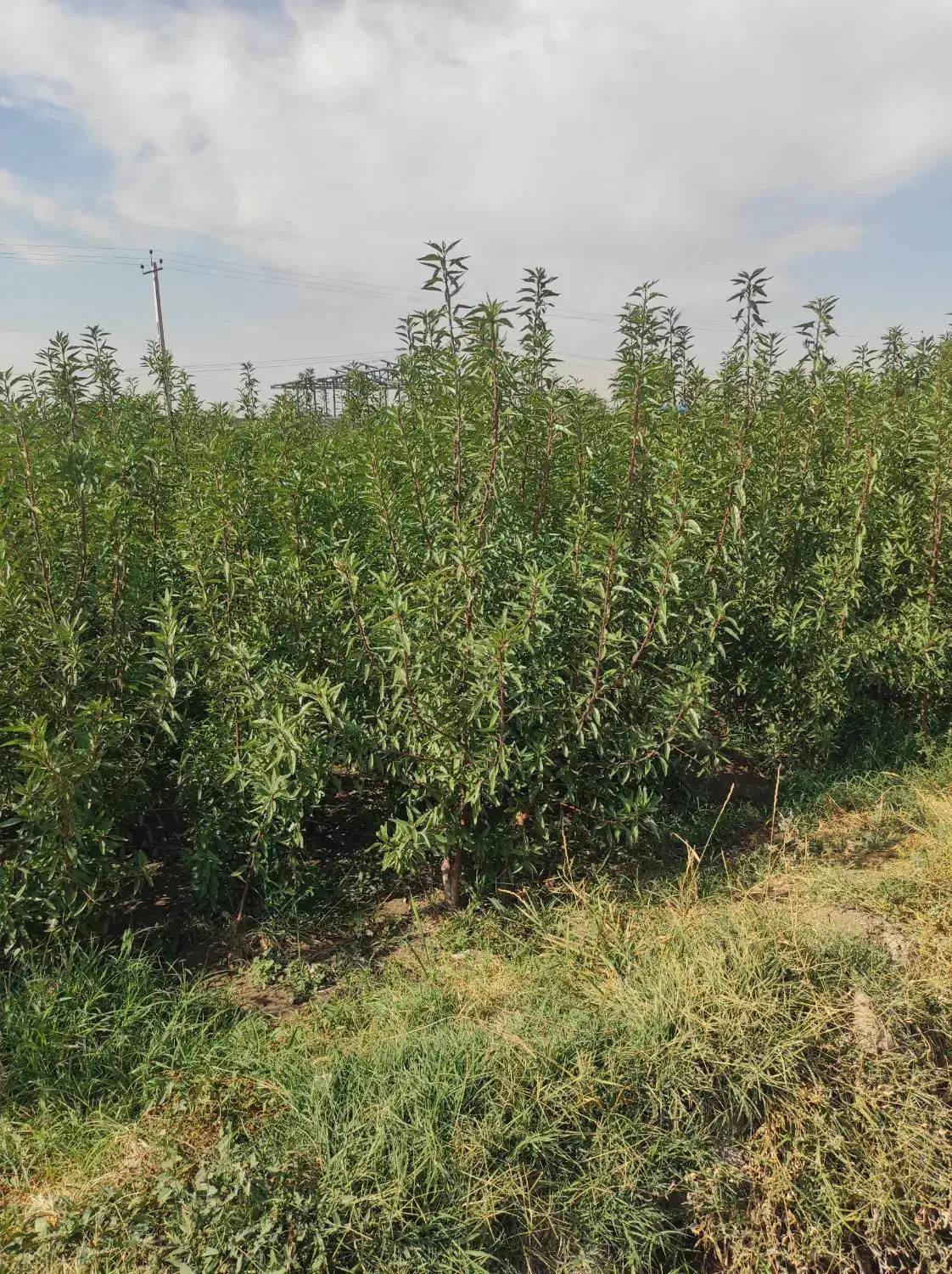 فروش انواع نهال اصلاح شده پیوندی|خدمات باغبانی و درختکاری|خسروشاه, |دیوار