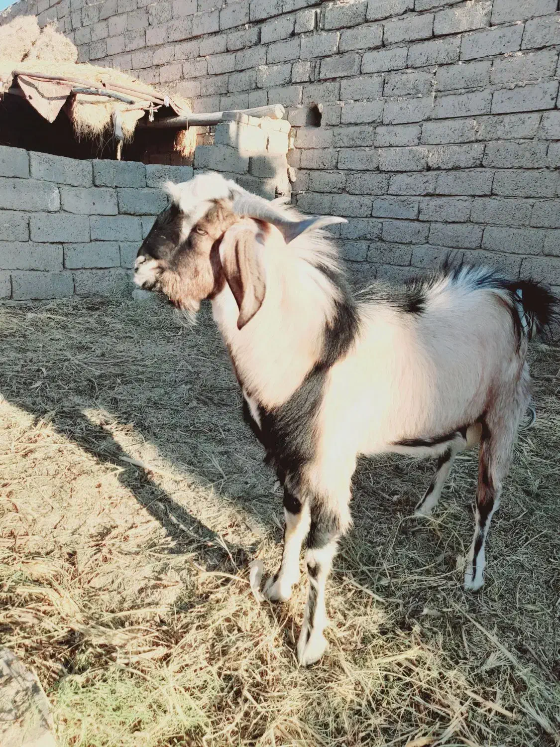 بزنر|حیوانات مزرعه|زهک, |دیوار