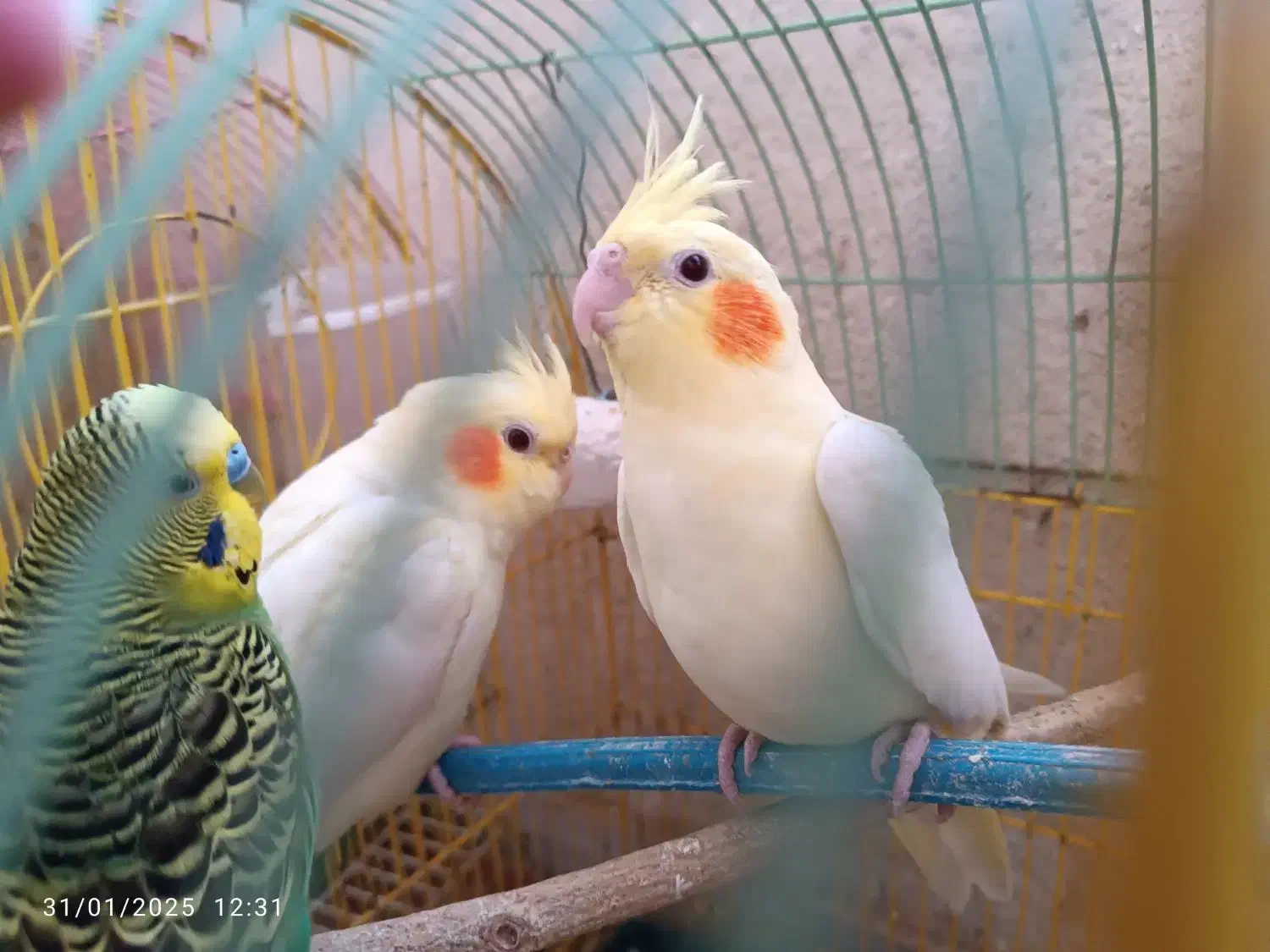 عروس هلندی لوتینیو|پرنده|پاکدشت, شهرک امام رضا|دیوار