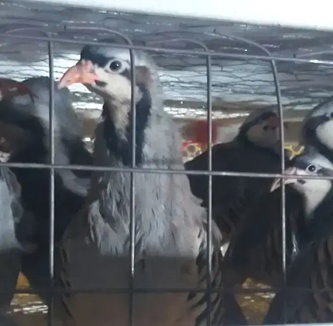 مرغ پرورشی حاجی آباد|پرنده|حاجی آباد, |دیوار