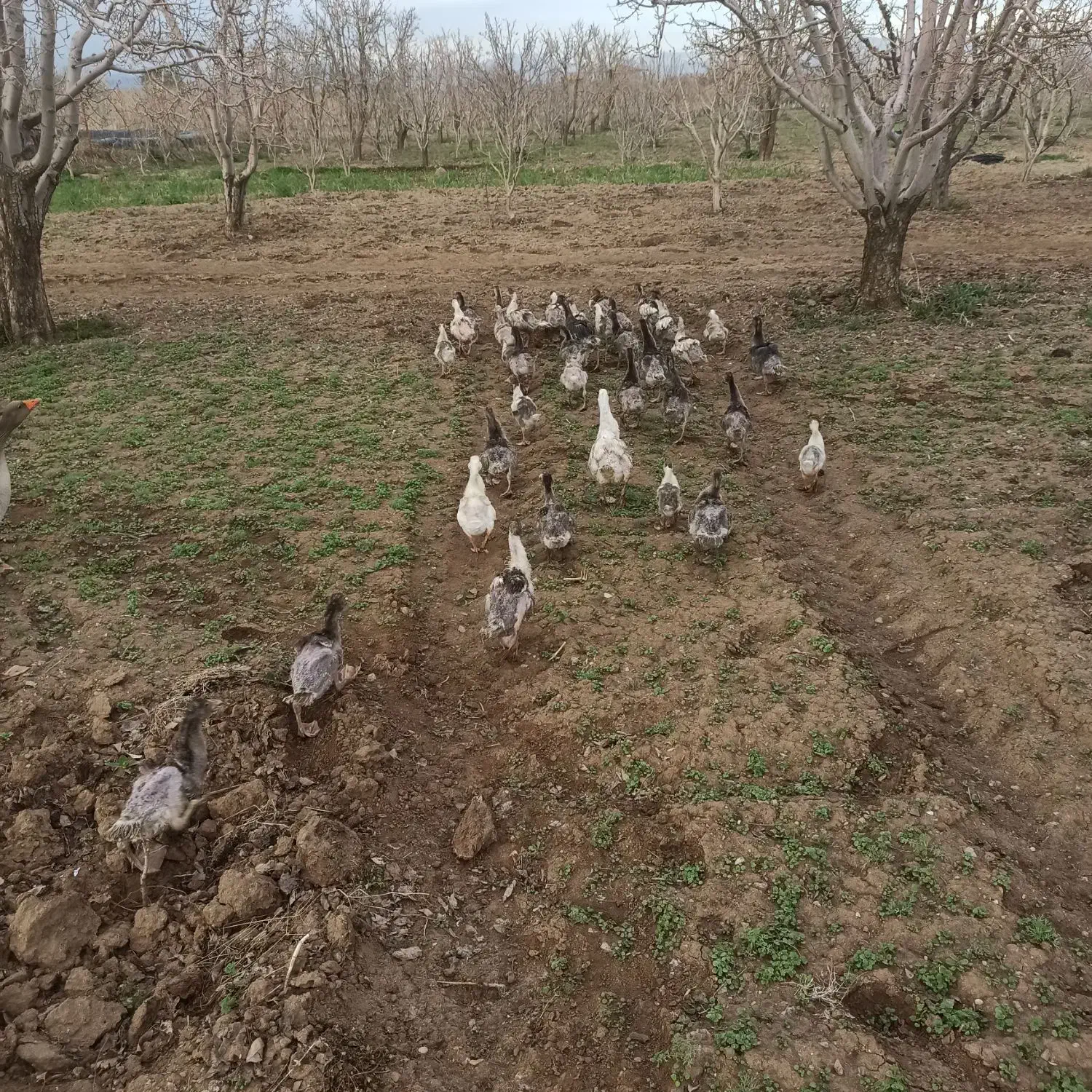 غاز،قوغاز،مرغ و خروس محلی،مرغ شاخدار،جوجه غاز|حیوانات مزرعه|قزوین, |دیوار