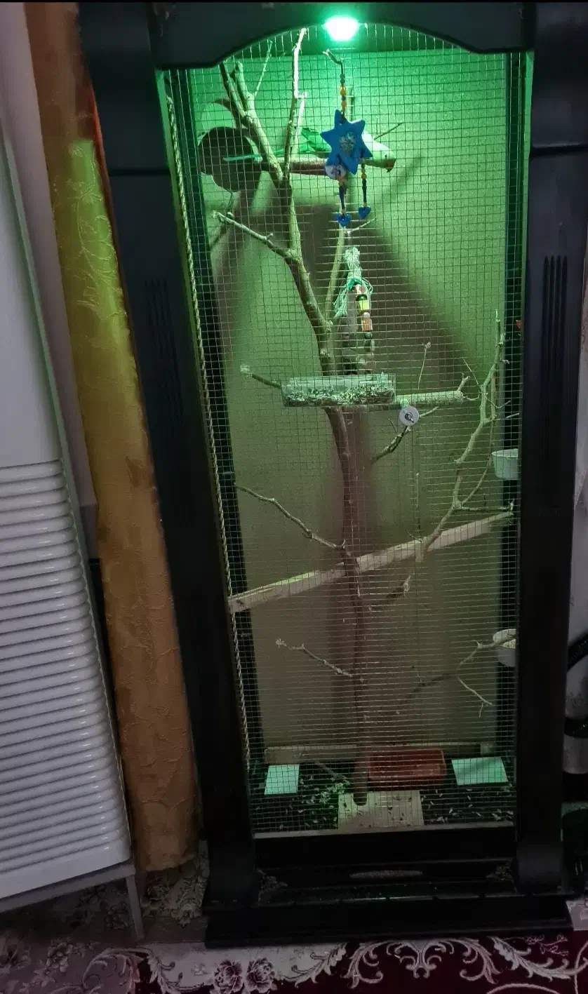 طوطی ملنگو کار داده|پرنده|شوش, |دیوار