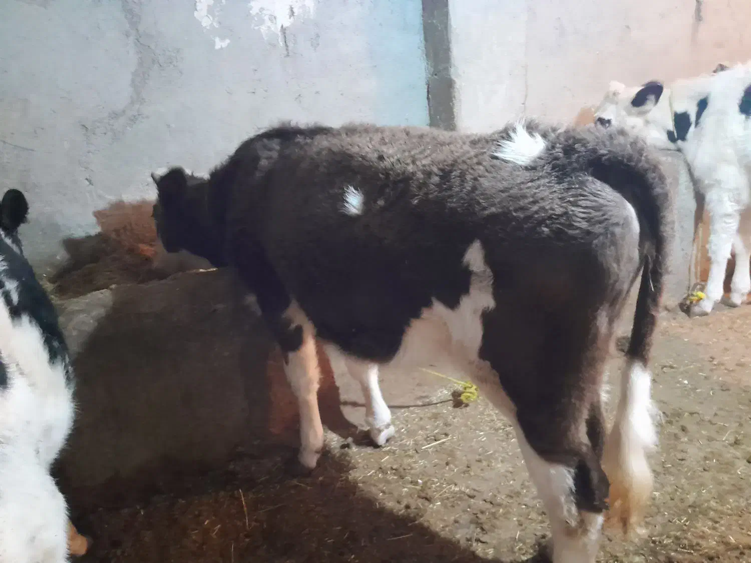 گاو سیمینتال|حیوانات مزرعه|گرمی, |دیوار