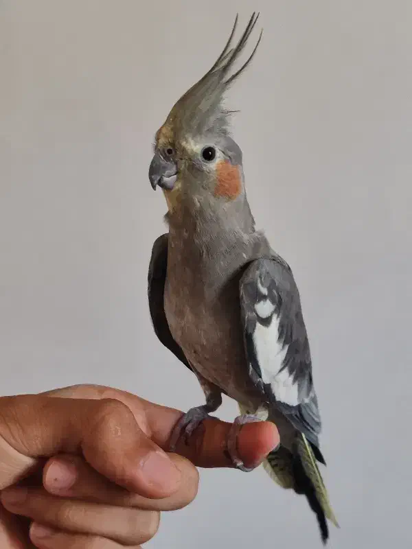 عروس هلندی ماده|پرنده|دالاهو, |دیوار