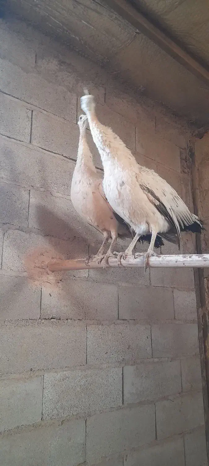 فروش طاووس ماده مصری وسفید|حیوانات مزرعه|کرمان, |دیوار