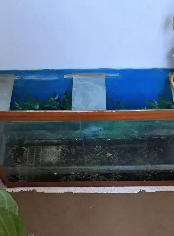 اکواریوم بزرگ با ماهی|ماهی|سبزوار, گلشن|دیوار