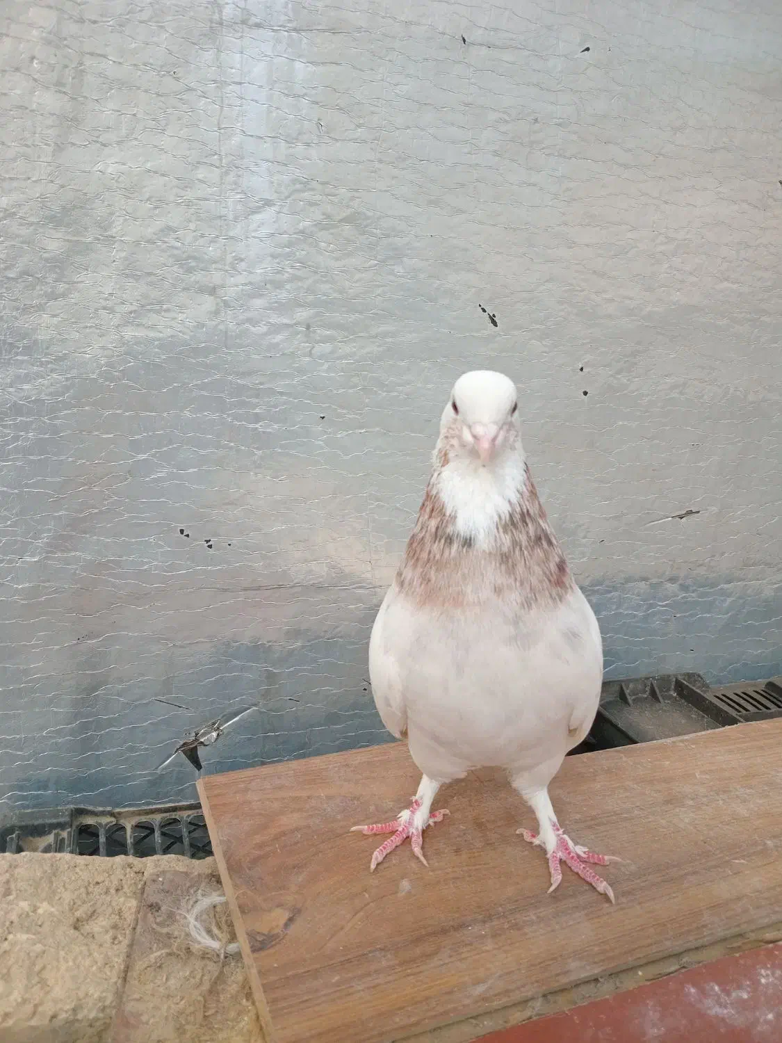 هما ماده عطیقه|پرنده|نکا, |دیوار