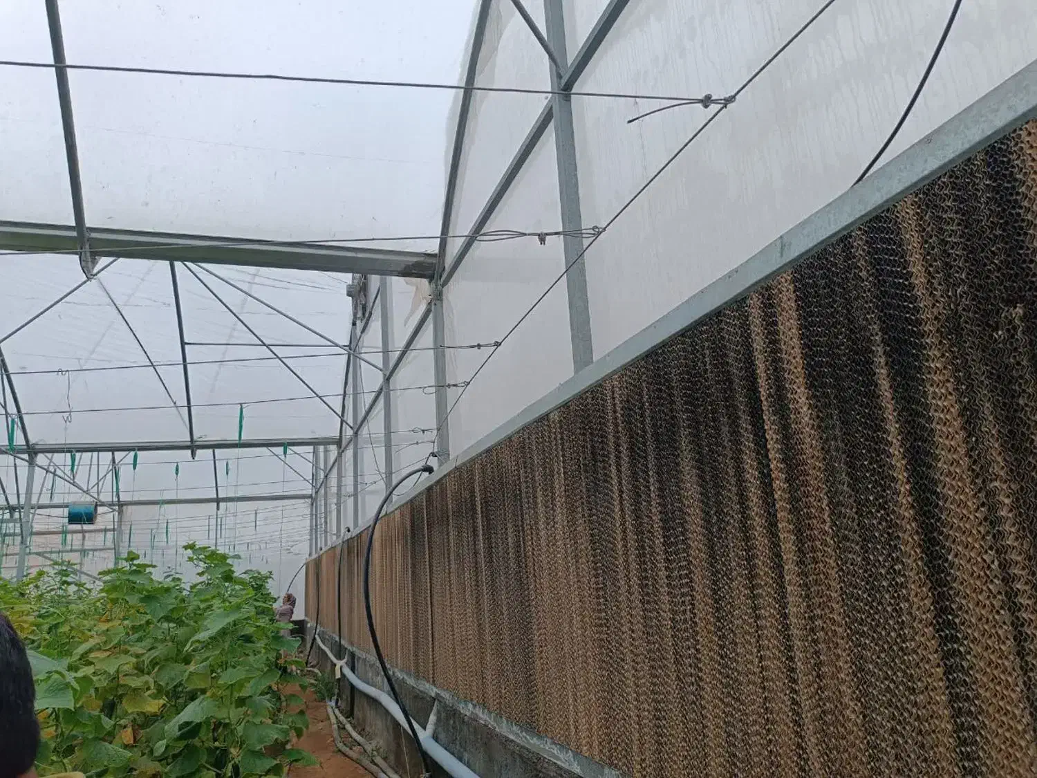 گلخانه صنعتی گالوانیزه در حد نو،طرح گاتیک3060متر|عمدهفروشی|فریمان, |دیوار