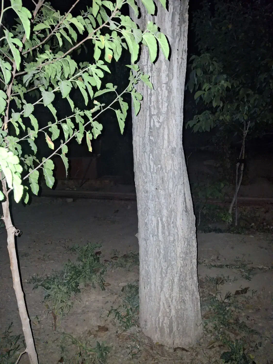 چوب درخت گردو|عمده‌فروشی|قره چای, |دیوار