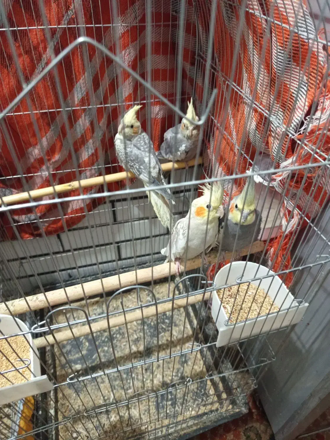 یه جفت عروس هلندی مولد با جوجه|پرنده|پاکدشت, پاکدشت (مامازند)|دیوار