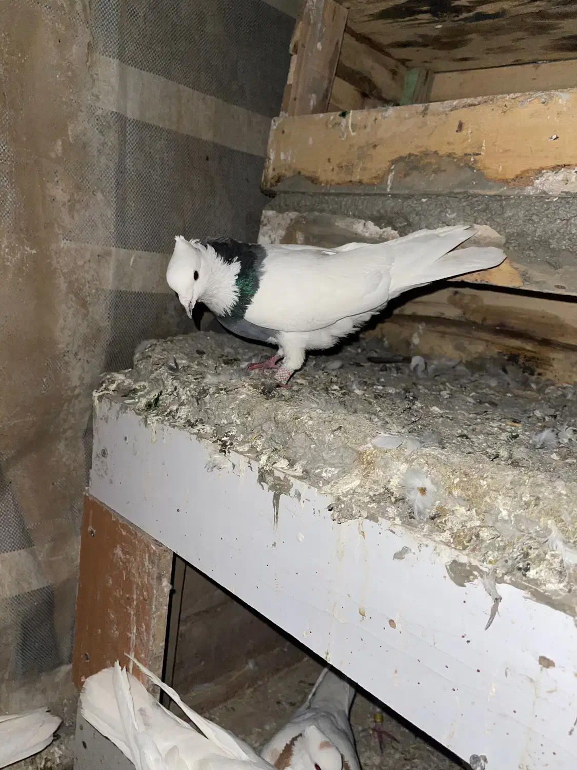 کبوتر|پرنده|مریوان, |دیوار