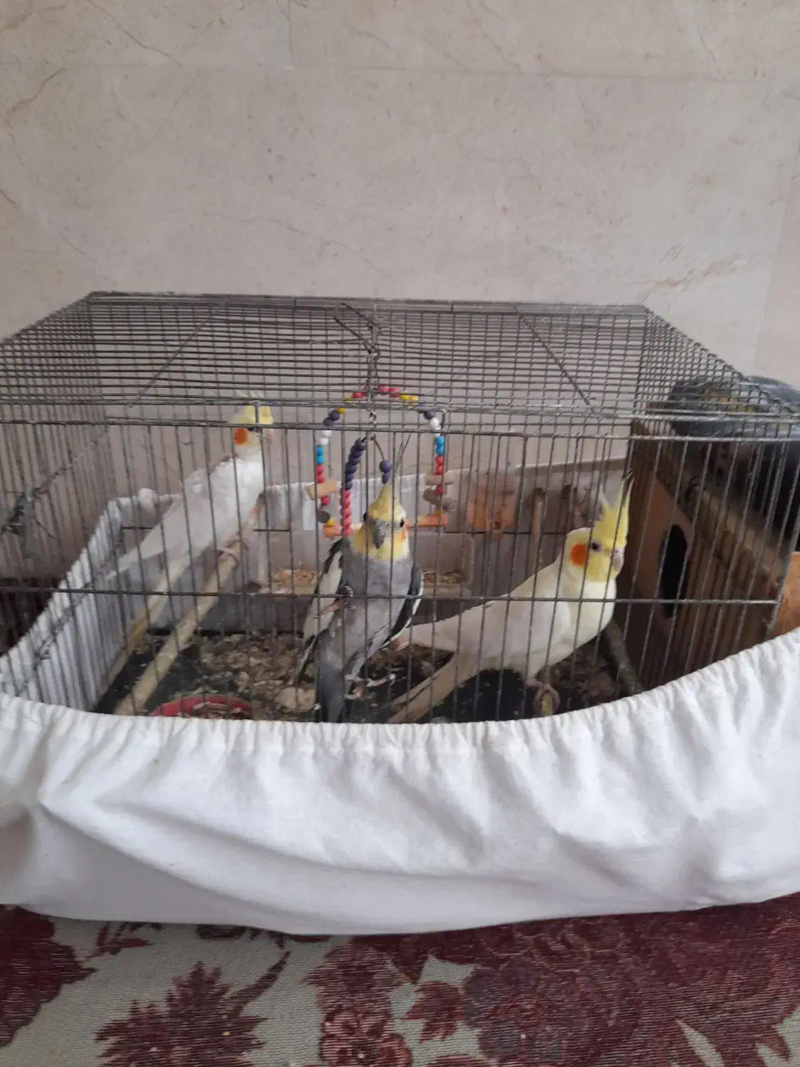 عروس هلندی یک جف و بچه|پرنده|خان ببین, |دیوار