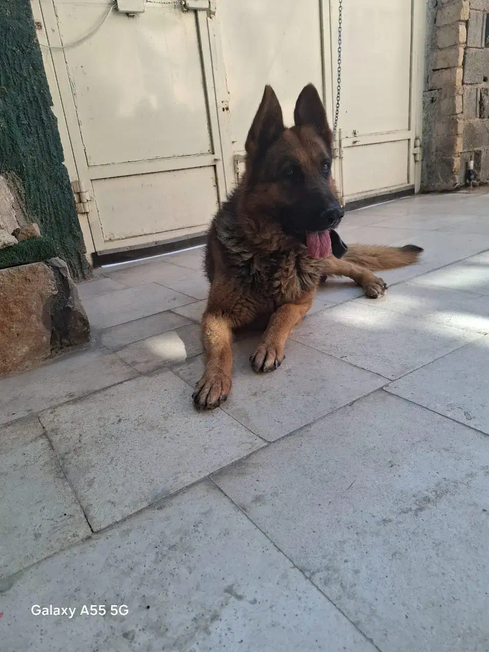 واگذاری سگ ژرمن|سگ|شیراز, بید زرد|دیوار