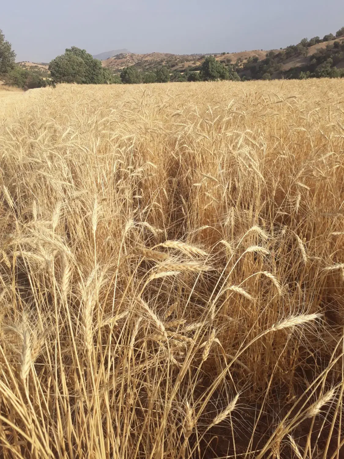 گندم دیم هشترود|خدمات باغبانی و درختکاری|کرمانشاه, |دیوار