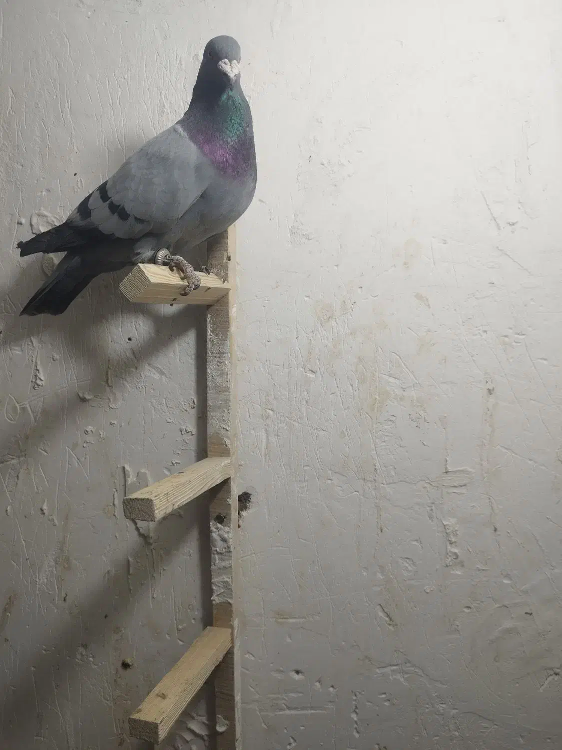 کفتر پلاکی|پرنده|زرند, |دیوار