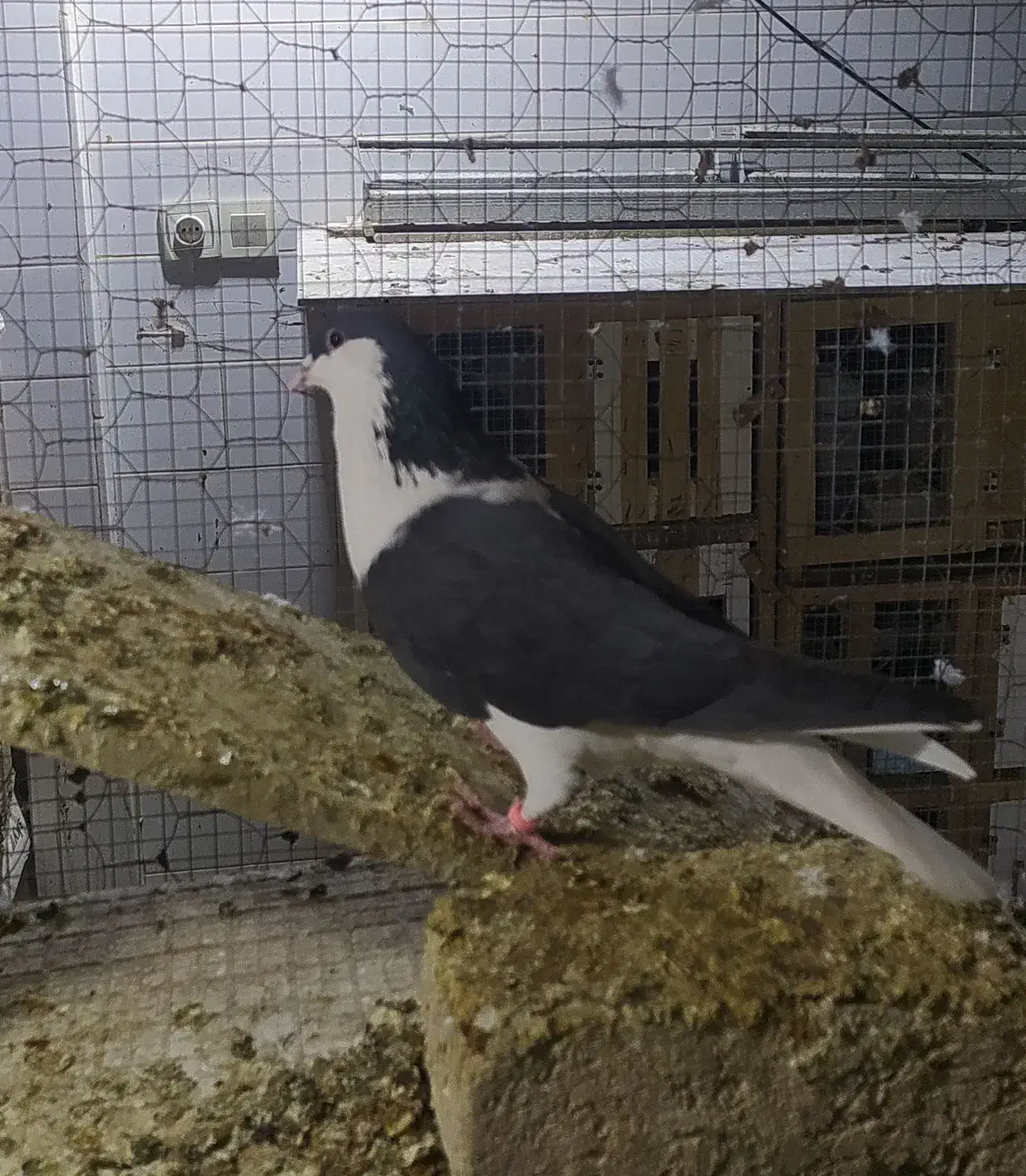 کبوتر شیرازی و پلاکی|پرنده|ساوه, |دیوار