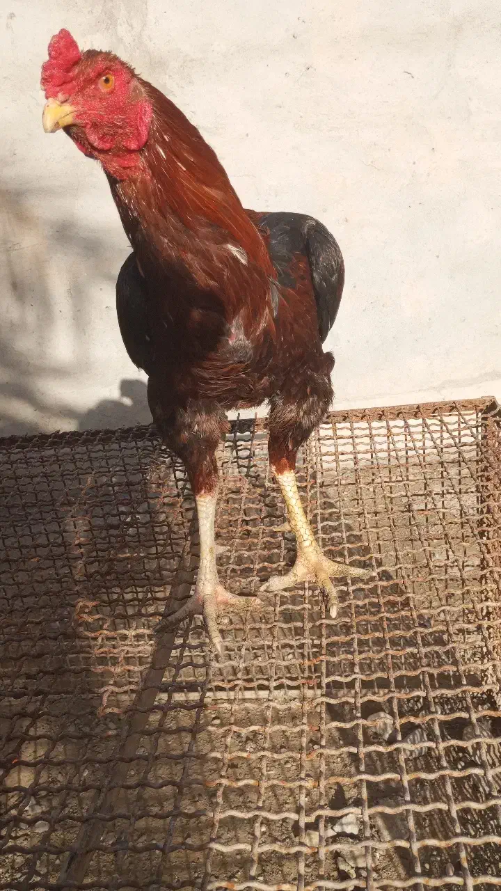 خروس|حیوانات مزرعه|میناب, |دیوار