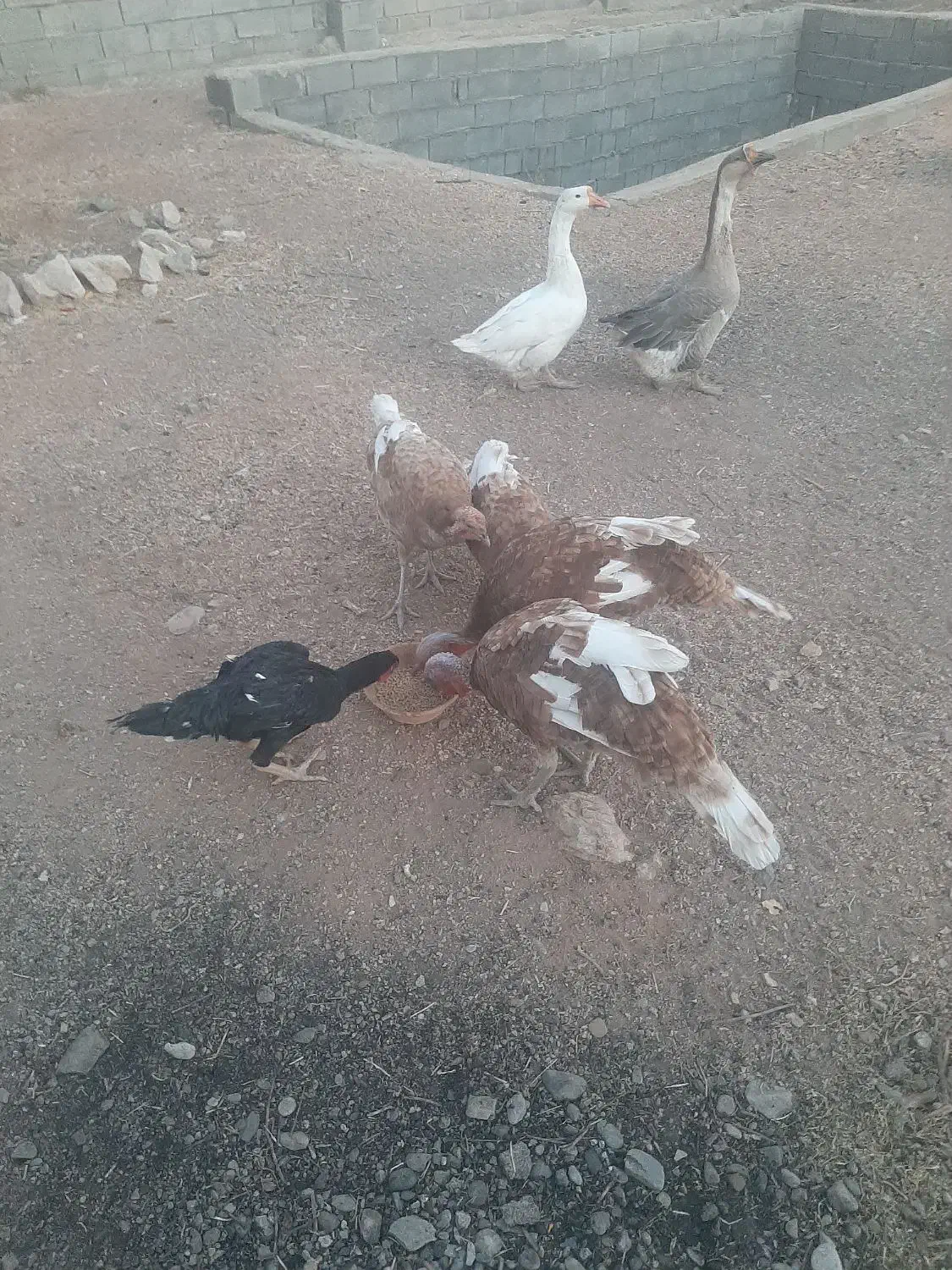 ۴ تا بوقلمون بوربور|حیوانات مزرعه|بیستون, |دیوار