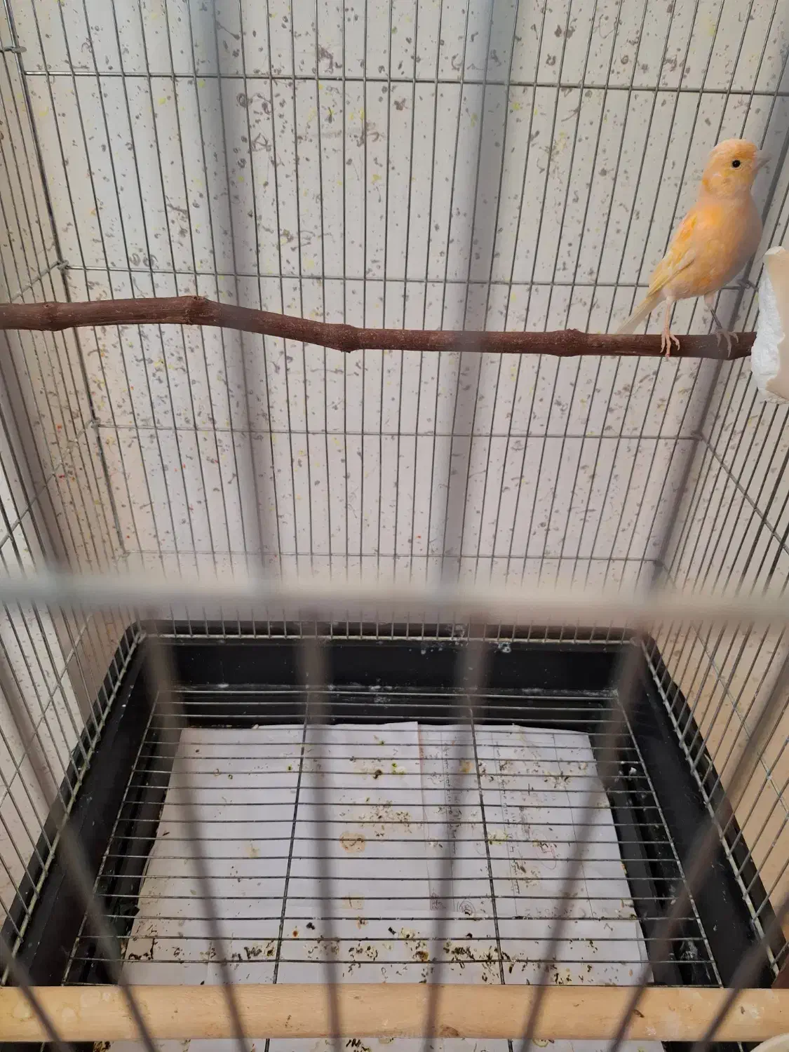 قناری سرخ ماده|پرنده|سرپل ذهاب, |دیوار