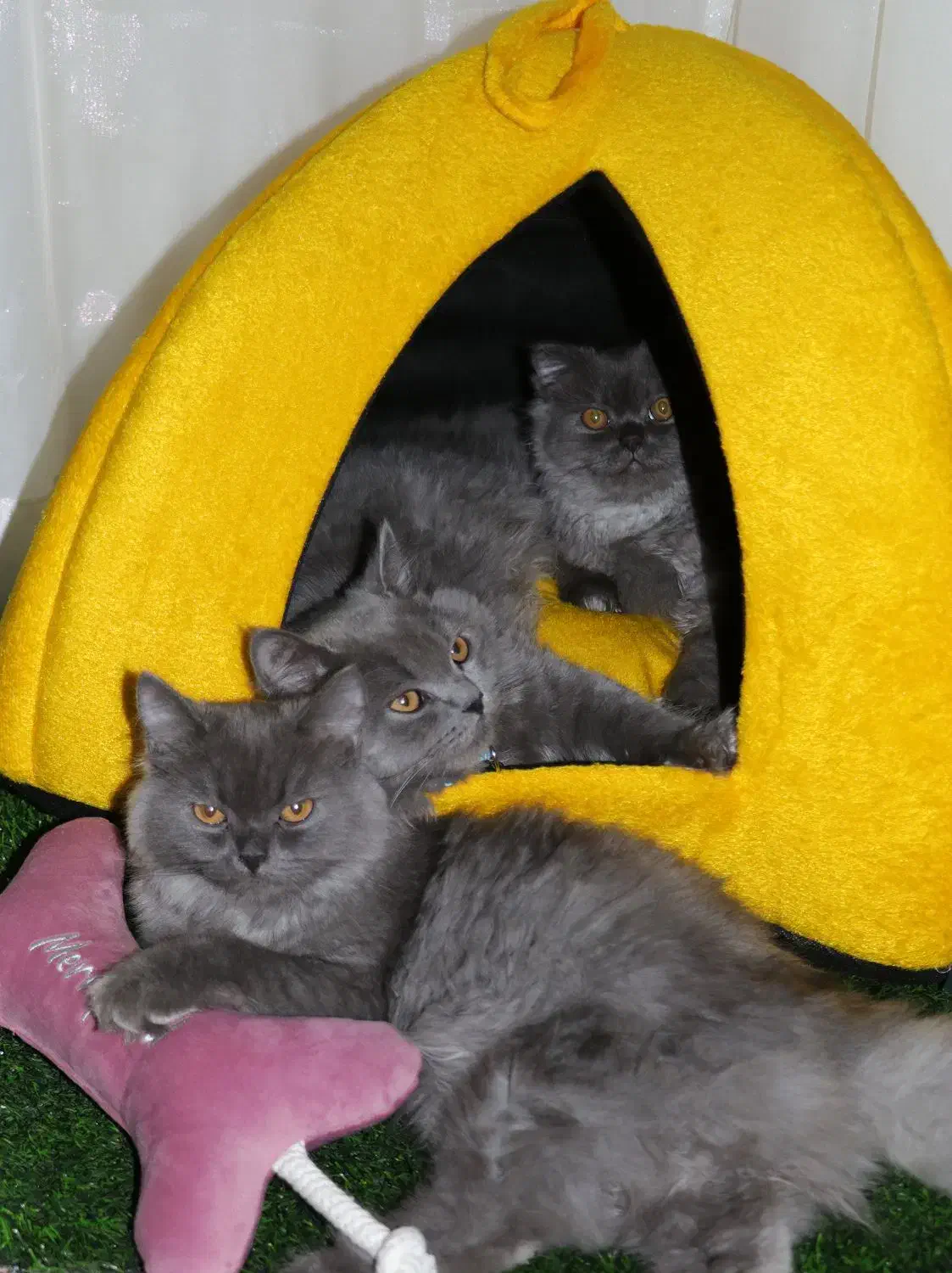 گربه نژاد اسکاتیش ۵ ماهه|گربه|قوچان, |دیوار