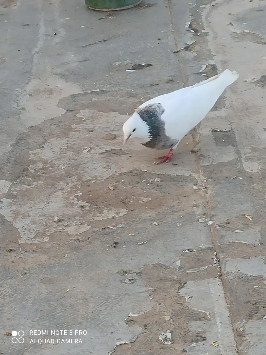 گمشده طوقی|حیوانات|اسلام‌‌آباد غرب, |دیوار