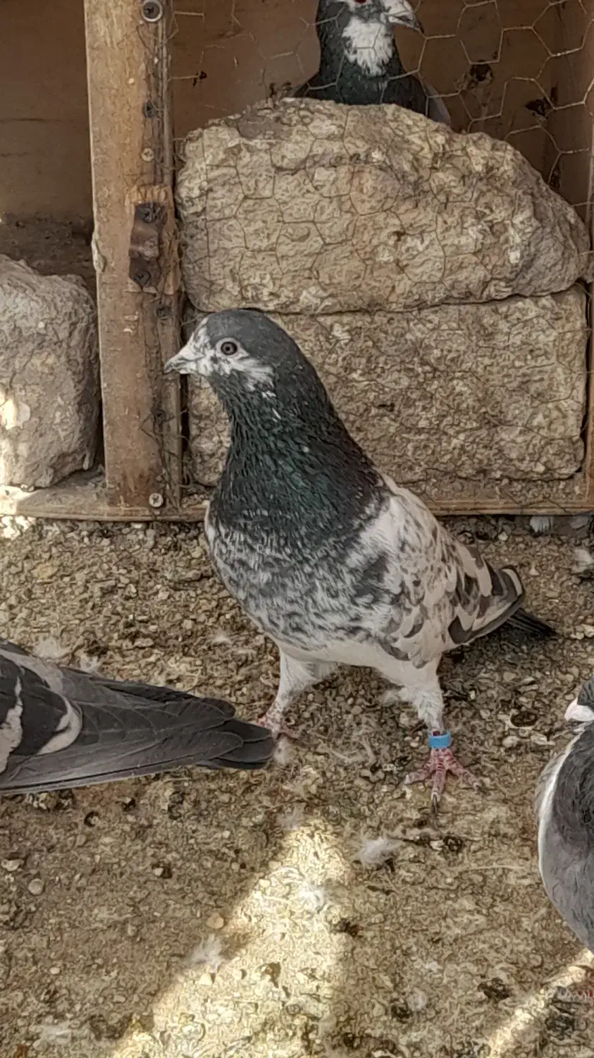 کفتر پاکستانی|پرنده|بومهن, |دیوار