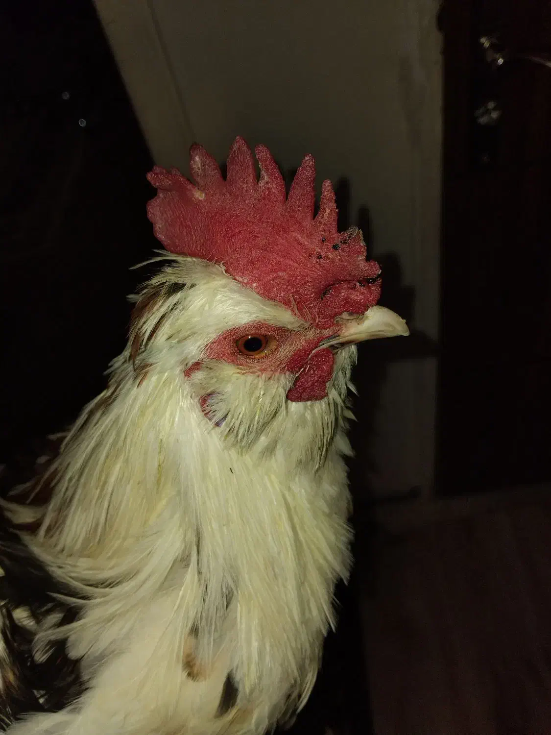 خروس گلین|حیوانات مزرعه|شاهینشهر, شهرک گلدیس|دیوار