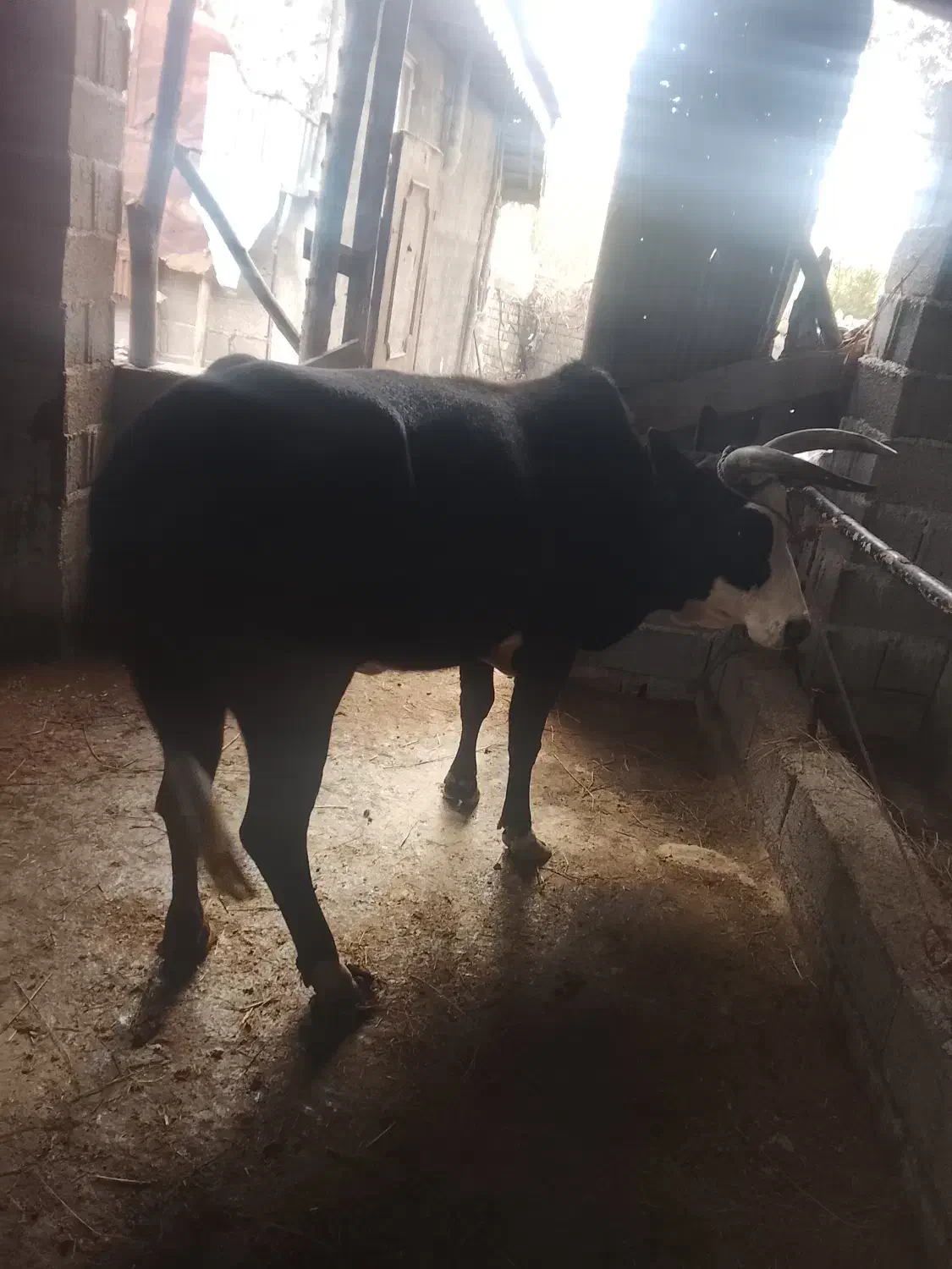 گاو چالوسی ورزا گاو لیشه|حیوانات مزرعه|کوچصفهان, |دیوار