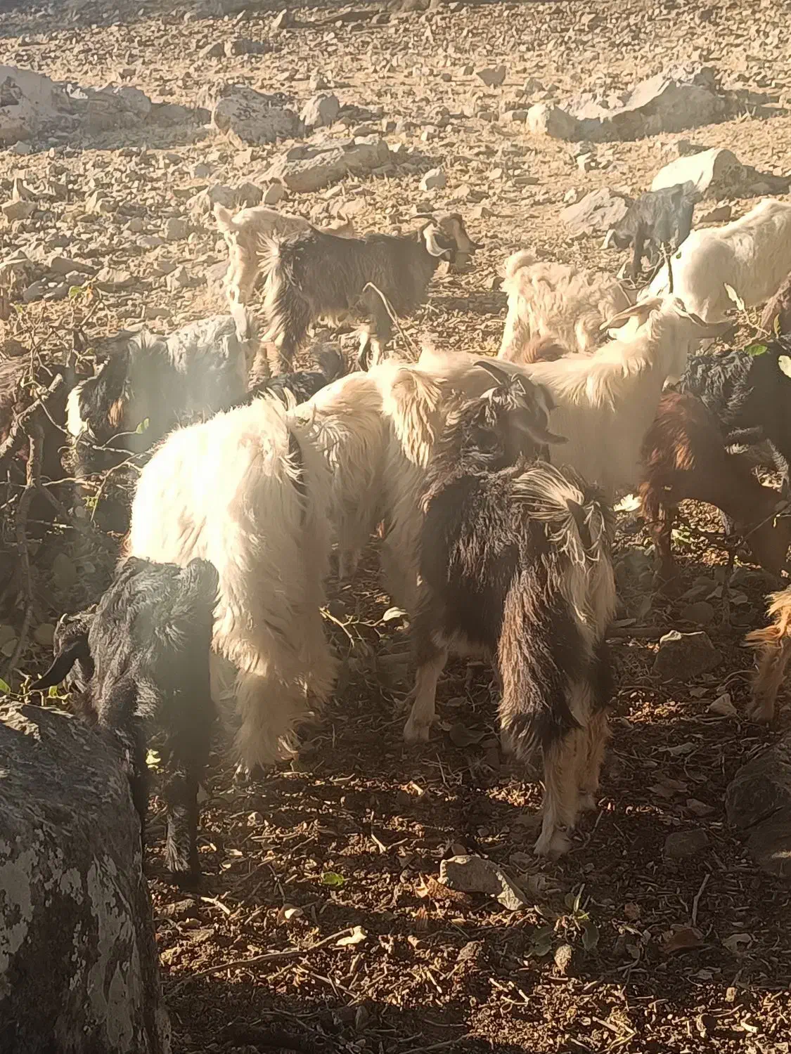 25عدد کهره دونه 5و پانصد|حیوانات مزرعه|لنده, |دیوار