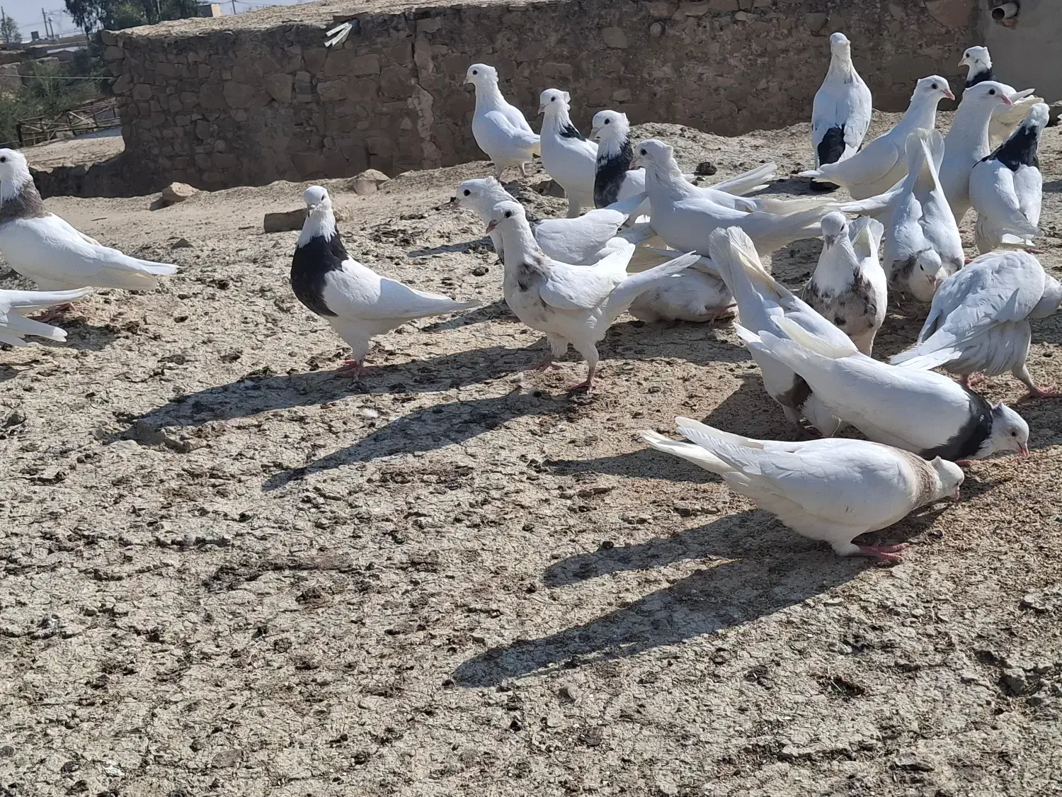 کبوتر طوقی|پرنده|مسجد سلیمان, |دیوار