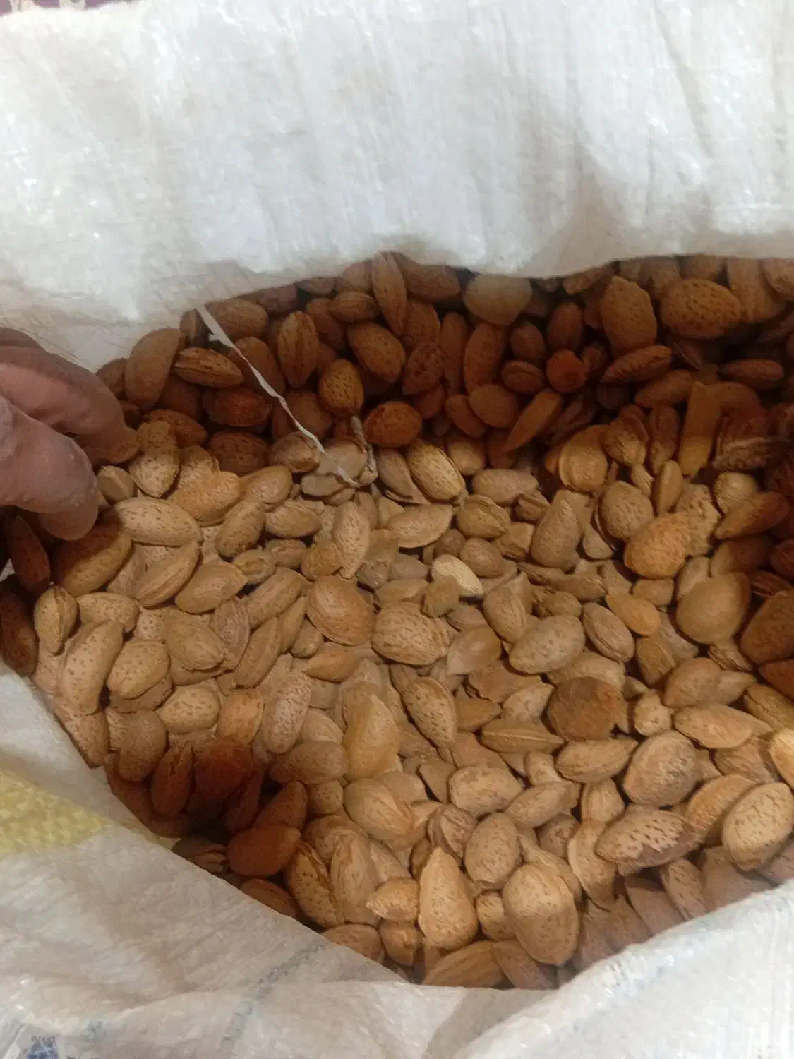 بادام وگردو امسال|خوردنی و آشامیدنی|انزل, |دیوار