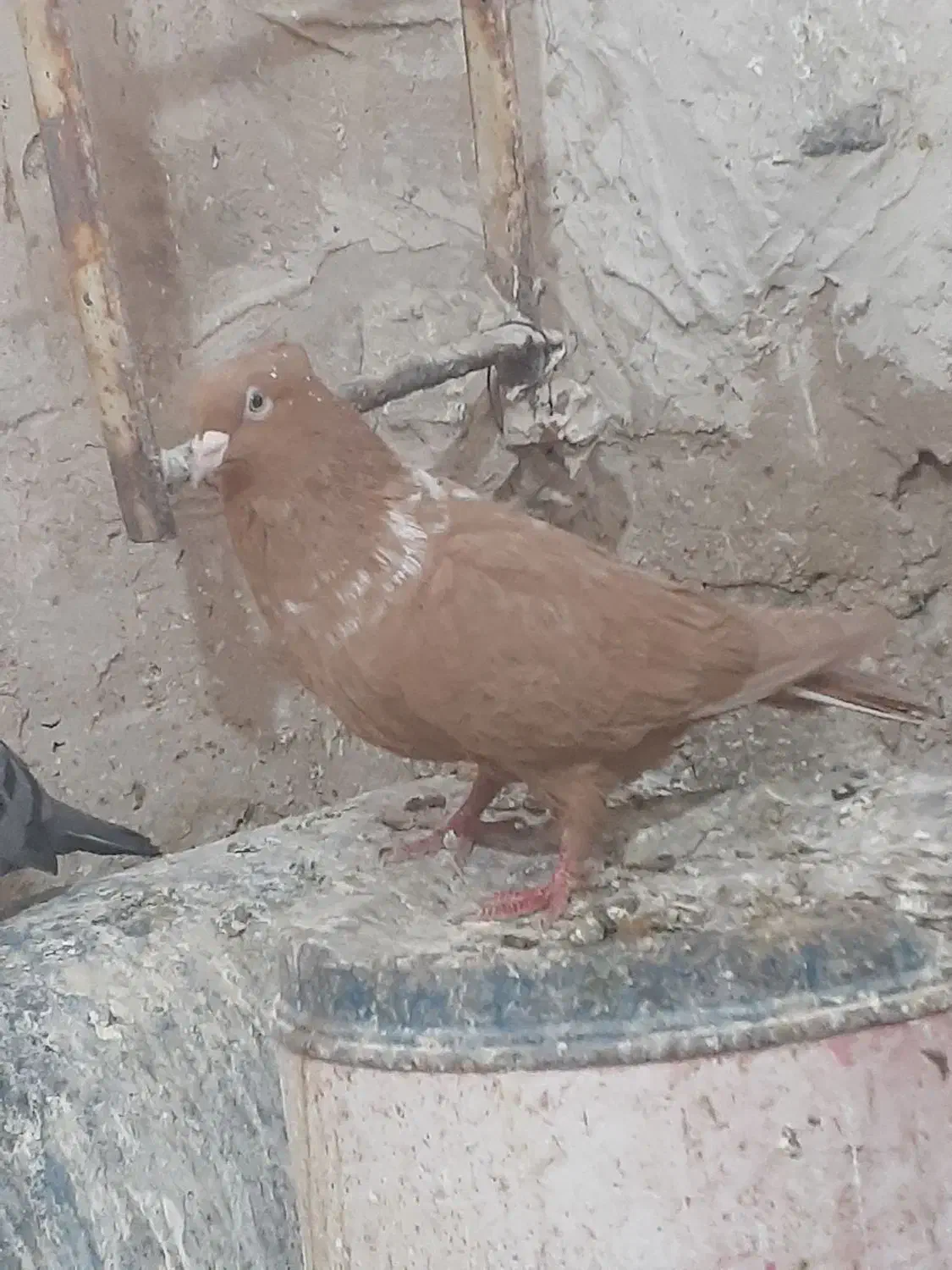 زرد خطی|پرنده|فریمان, |دیوار